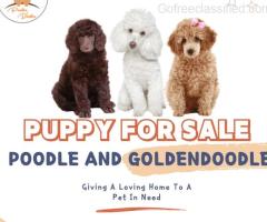 Poodle and Goldendoodle puppy for Sale in India