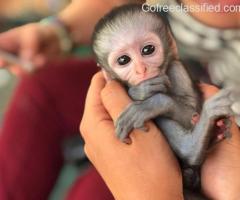 Baby Capuchin Monkeys ready for adoption