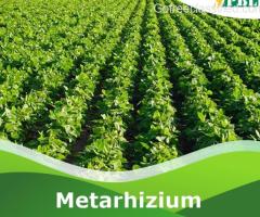 Metarhizium anisopliae: Nature's Precision in Eco-Friendly Pest Contro