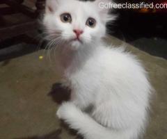 Persian Kittens in Delhi