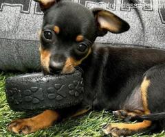 Here are some beautiful Miniature Pinscher puppies for adoption