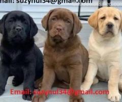 Pedigree Labrador Retriever puppies available