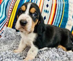 Males and female basset hound puppies for adoption
