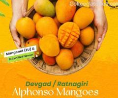 Buy Premium Alphonso Mangoes Online - Fresh Mangoes Available