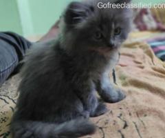 Find Purebred Persian Kittens for sale in Hyderabad | Mr n Mrs Pet