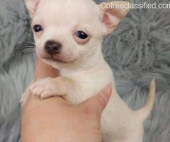 Flamboyant Chihuahua Puppy