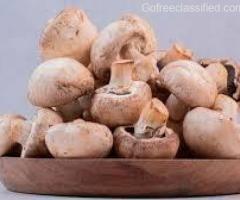 Discover Culinary Excellence: Premium Portobello Mushrooms