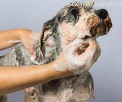 The Best Dog Grooming Services in Ghaziabad