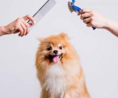 pet grooming at home near me